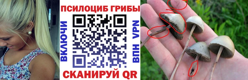 цена   Луга  Псилоцибиновые грибы прущие грибы 